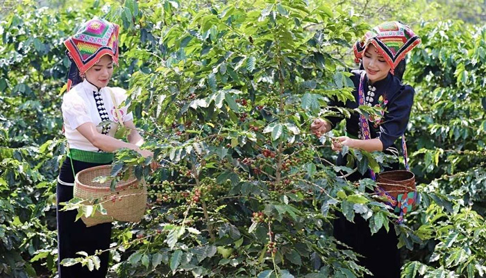 Cà phê Sơn La