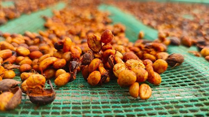 Cách nhận biết cà phê honey