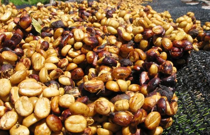Phương pháp chế biến cà phê honey