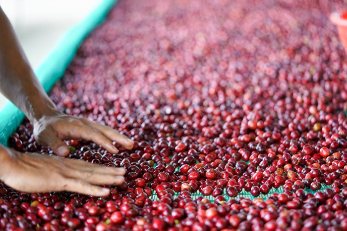 phương pháp chế biến cà phê khô