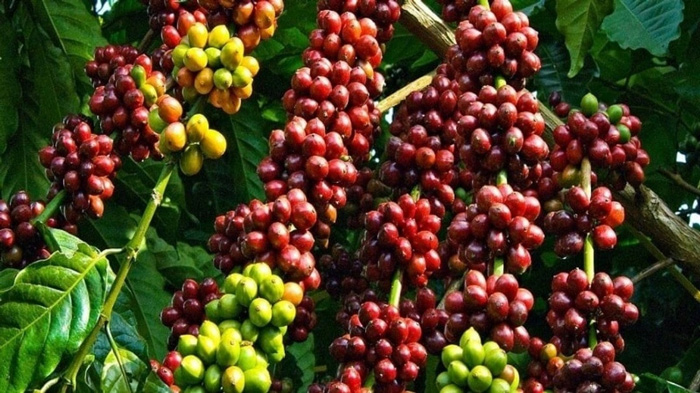 Cà phê Robusta thường trồng ở độ cao 200 - 800m