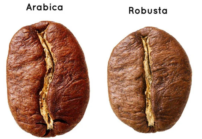 Cà phê Robusta có rãnh thẳng