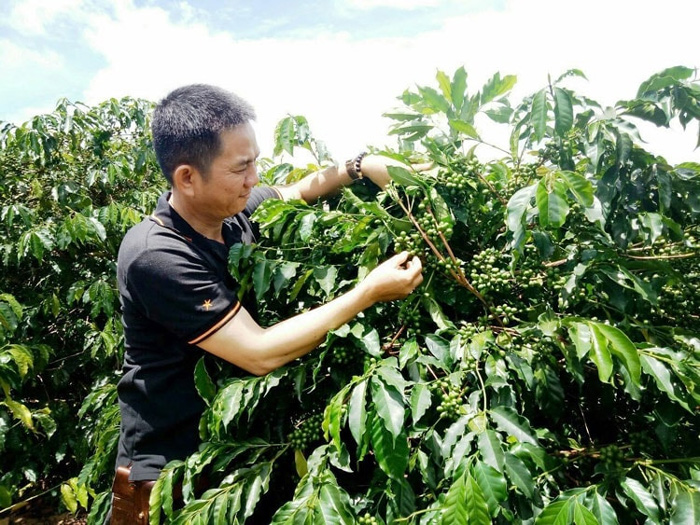 Cà phê Typica được trồng tại Lâm Đồng Việt Nam