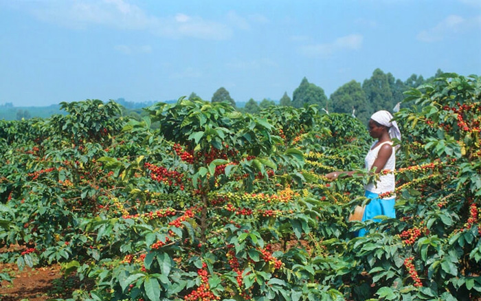 Thế giới có nhiều vùng trồng cà phê Typica nổi tiếng