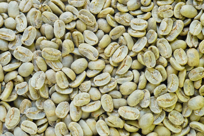 Nhân xanh Typica có kích thước thon dài