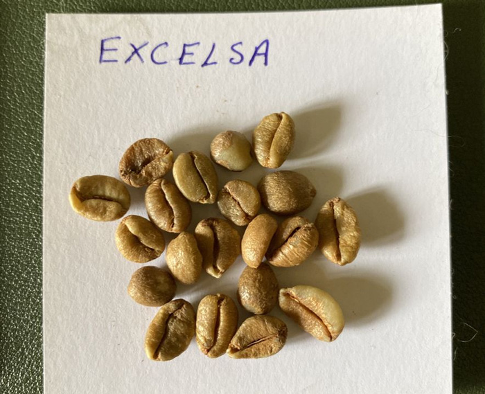 Cà phê Excelsa