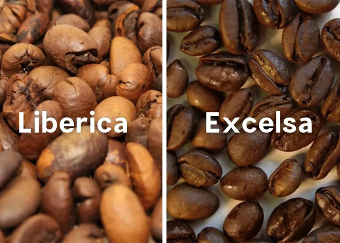 Liberia và Excelsa là biến thể