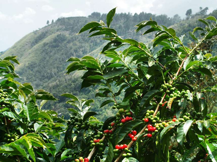 Cây cà phê Excelsa