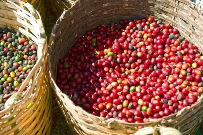 Arabica là đặc sản hạt cà phê ở Điện Biên