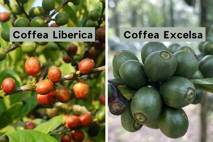 Hạt cà phê Excelsa