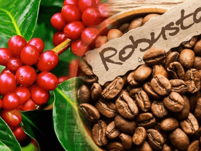 Cà phê Robusta